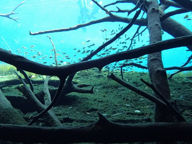Aktun Ha die schönsten Cenoten der Riviera Maya