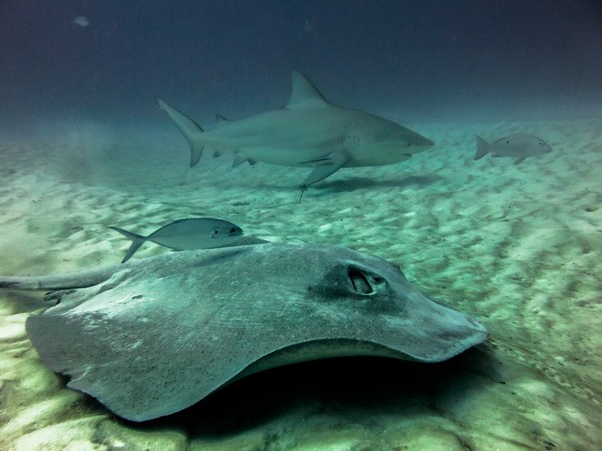 Playa del Carmen Bullenhaie Tauchen