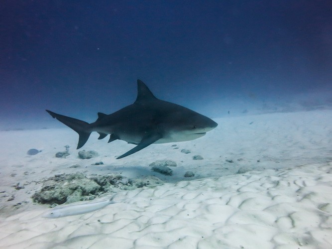 Tauchen Bullenhaie Playa del Carmen