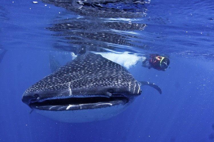 Mexico excursion whale sharks snorkeling and swimming