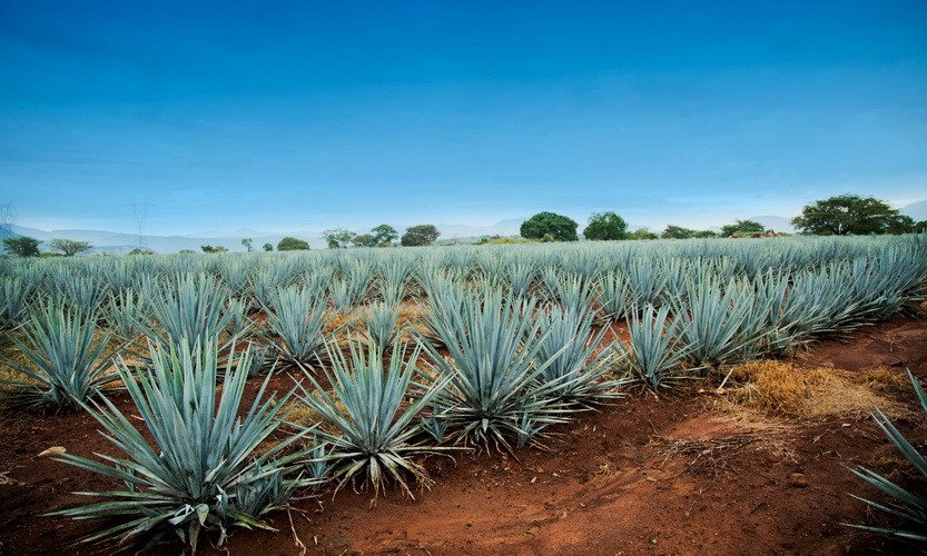 Buy the best Tequila in Mexico: Agave fields