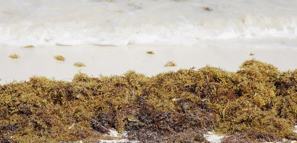 Braunalgen Riviera Maya