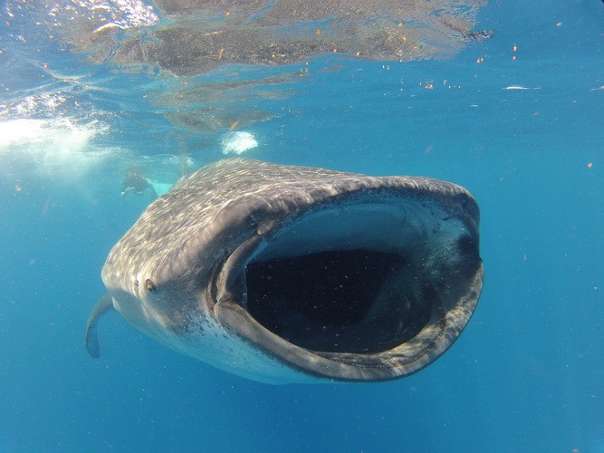 The whale shark is a plankton eater