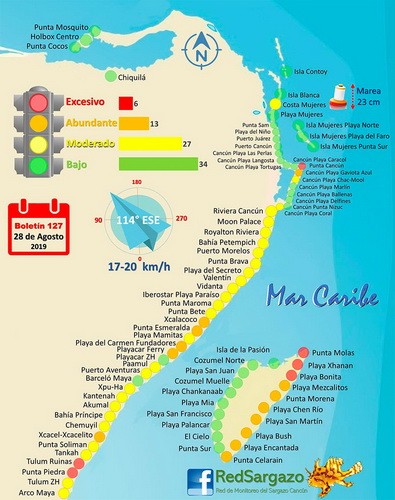 Braunalgen Riviera Maya Seegras