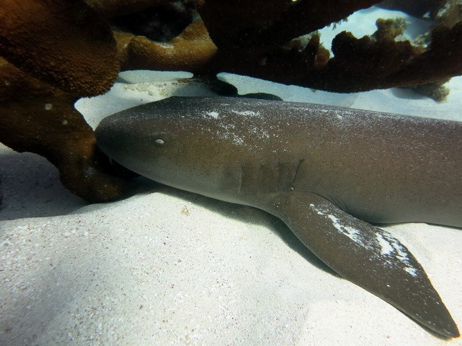 Ammenhai am Colombia Riff Cozumel