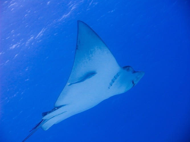 Adlerrochen Korallen-Riffe Cozumel