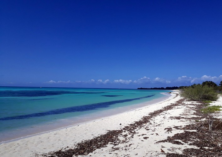 Seegras in Playa del Carmen: Den Algen entkommen