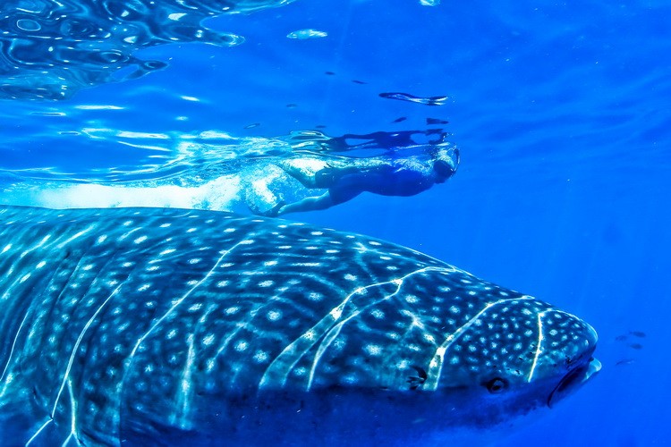 Swim and Snorkel with whale sharks excursion Riviera Maya