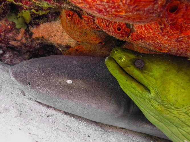 Paso de Cedral Korallen-Riff auf Cozumel