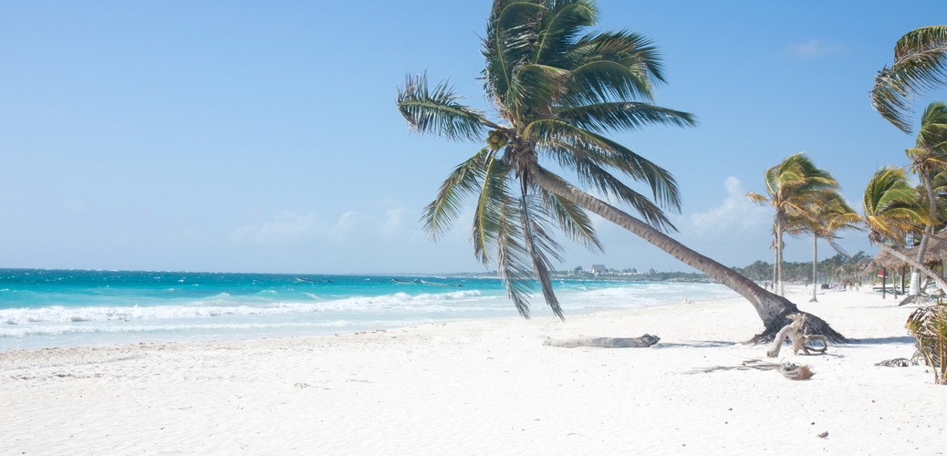 Braunalgen Playa del Carmen Seegras